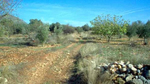 Camino Real de Valencia a Monzón entre olivos