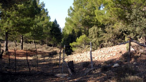 Portillo en la senda del pinar (Km 134,5)